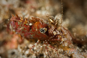 Saron Shrimp, shallow D.O.F. by Julian Cohen 